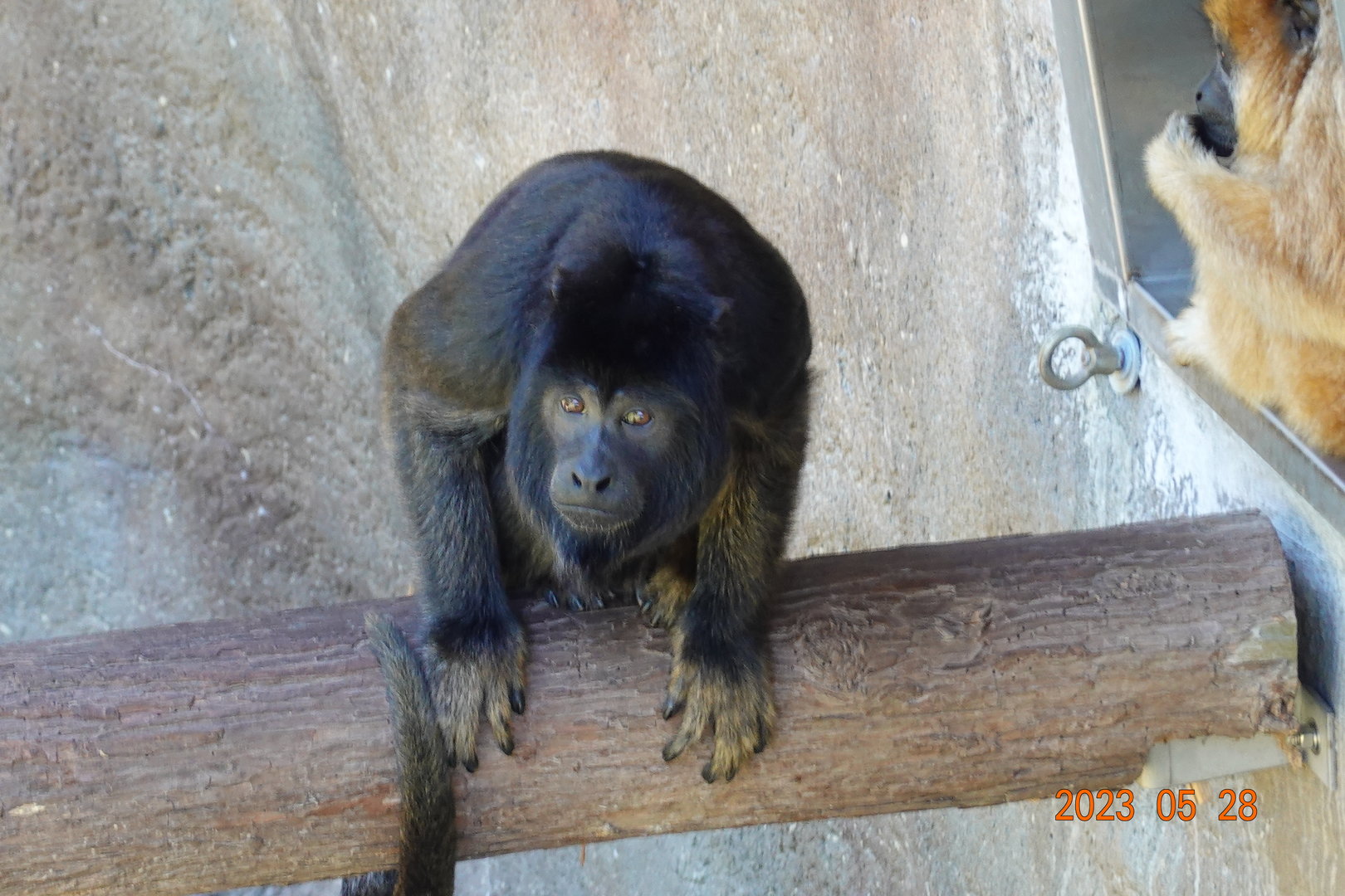 Black Howler Monkey (Alouatta caraya)