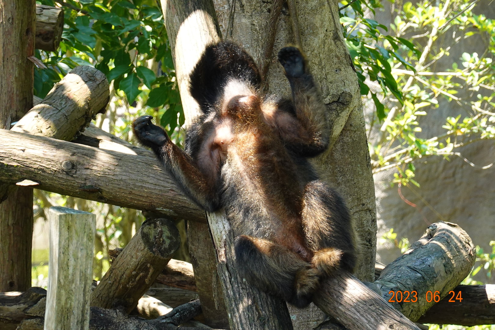 Black Howler Monkey (Alouatta caraya)