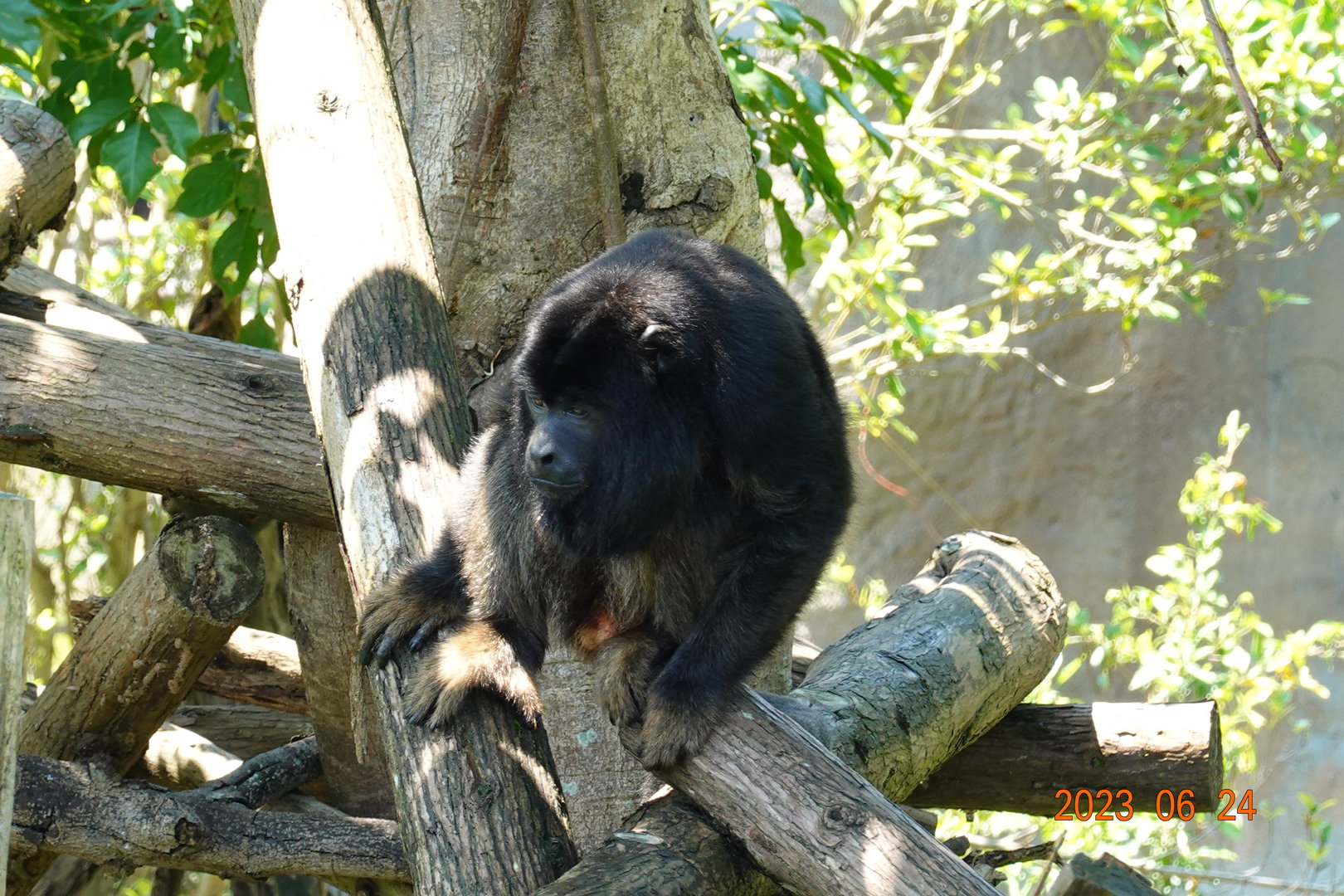 Black Howler Monkey (Alouatta caraya)