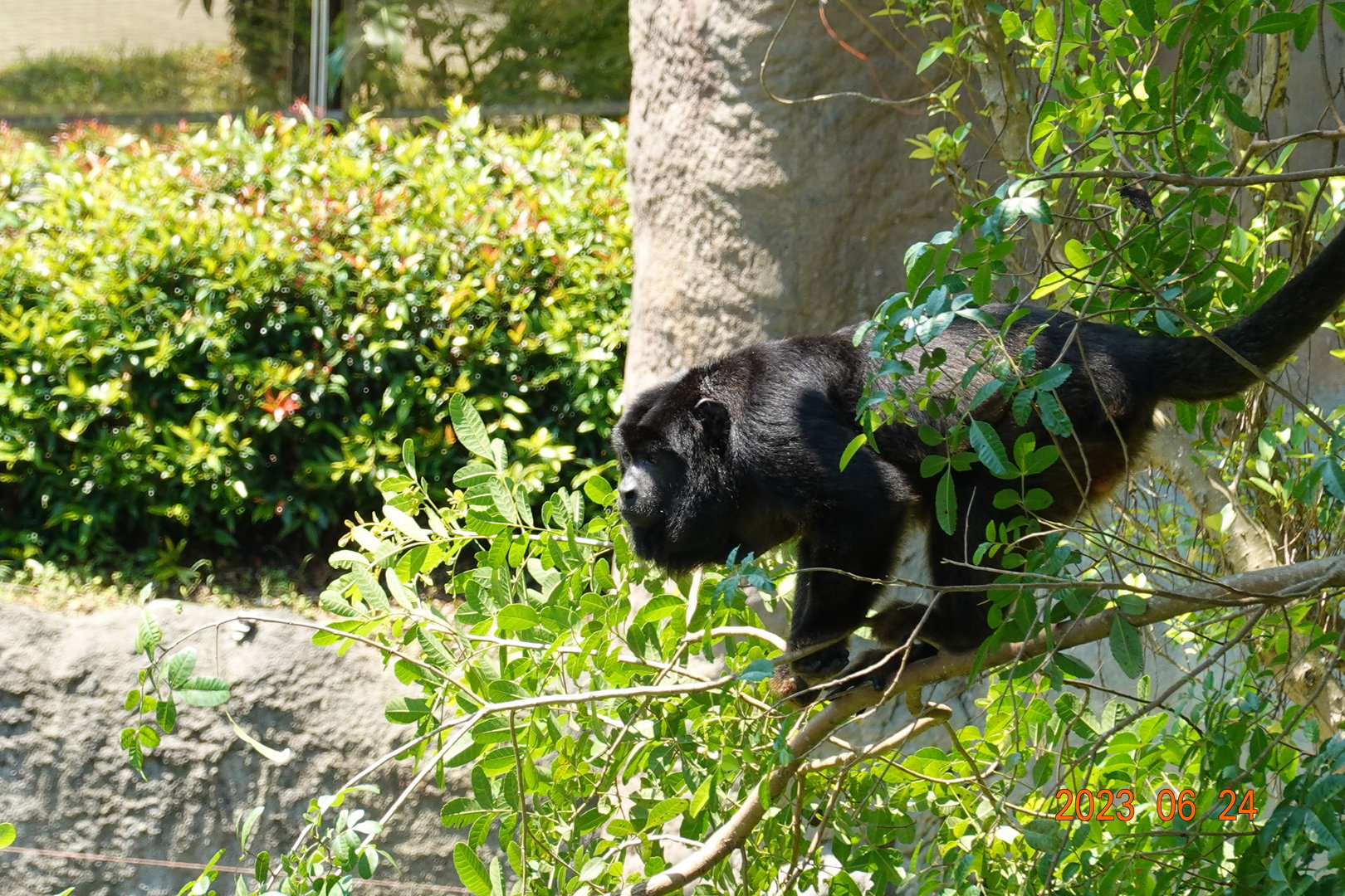 Black Howler Monkey (Alouatta caraya)