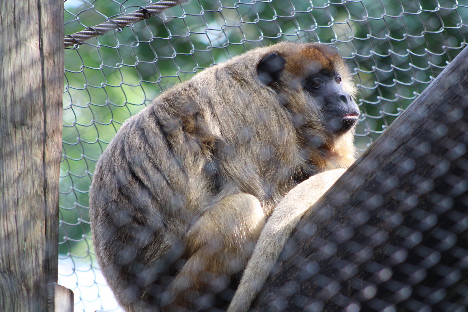 Black Howler Monkey (Alouatta caraya)