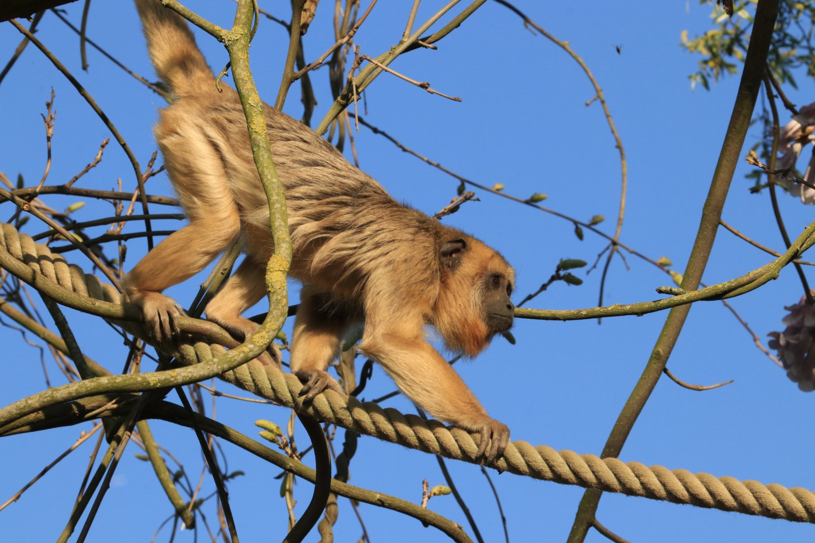 Black Howler Monkey (April 2019)