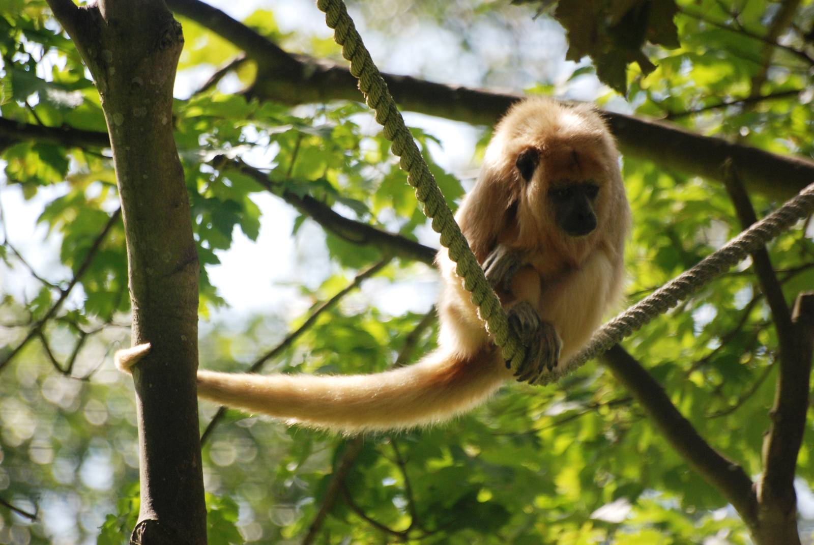 Black Howler Monkey at Blackpool, 25/07/15