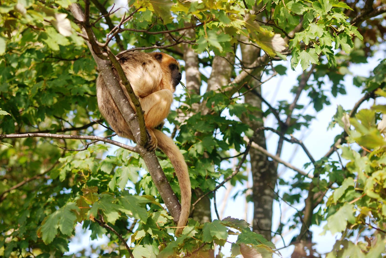 Black Howler Monkey at Blackpool, 25/07/15