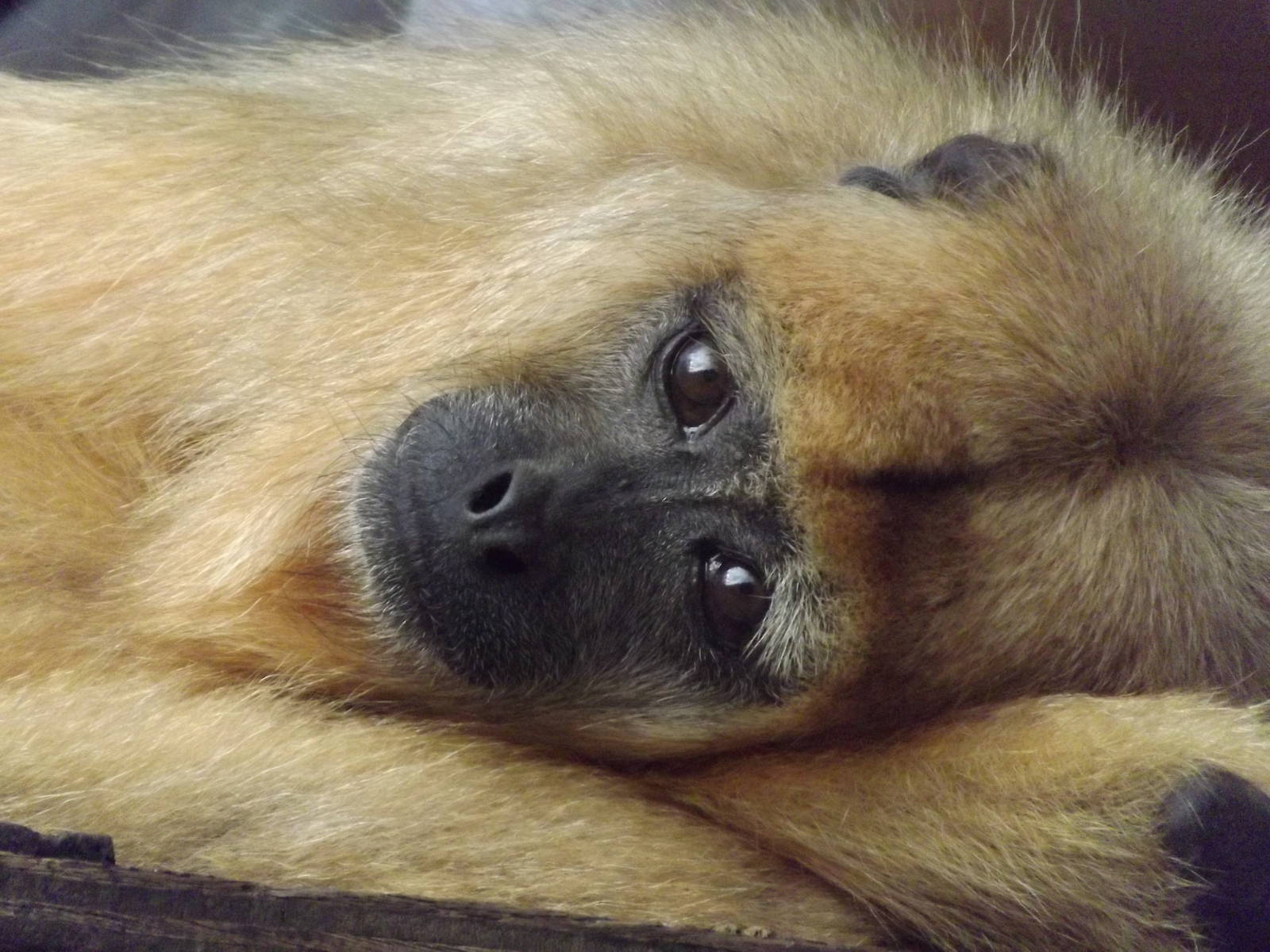 Black howler Monkey at Blackpool zoo 16/10/11