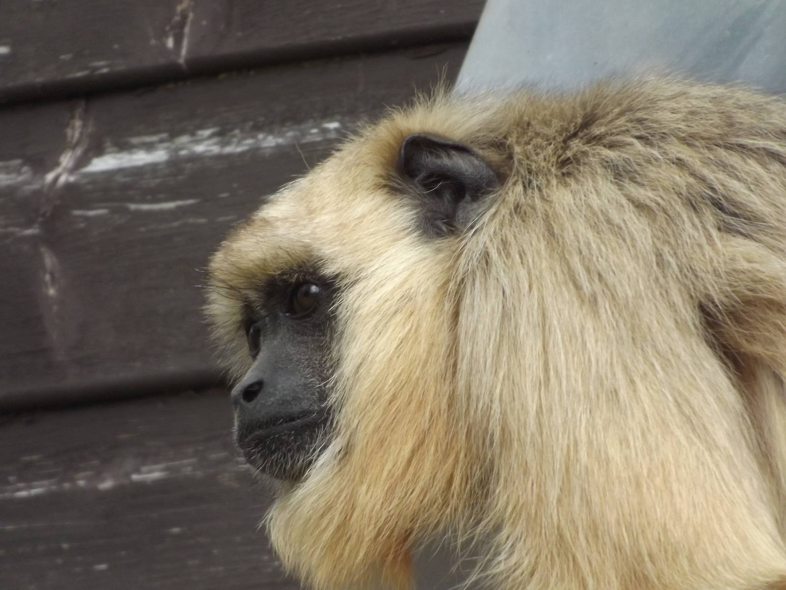Black Howler Monkey at Blackpool Zoo 19/05/12