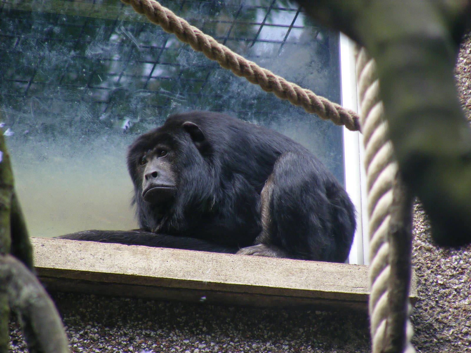 Black howler monkey at Edinburgh Zoo, 21 May 2010