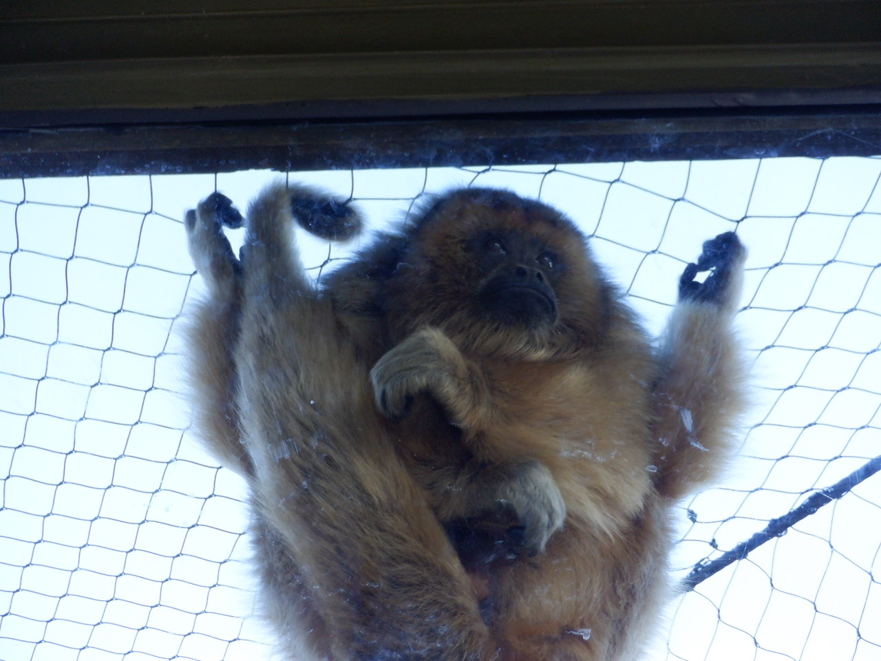 Black Howler Monkey at the Greensboro Science Center