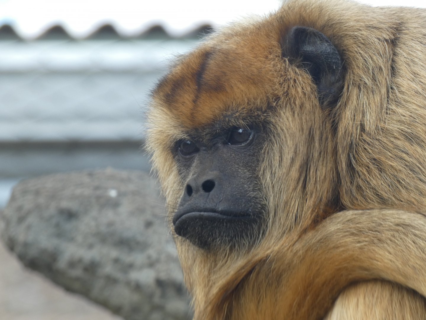 Black Howler Monkey at the Greensboro Science Center