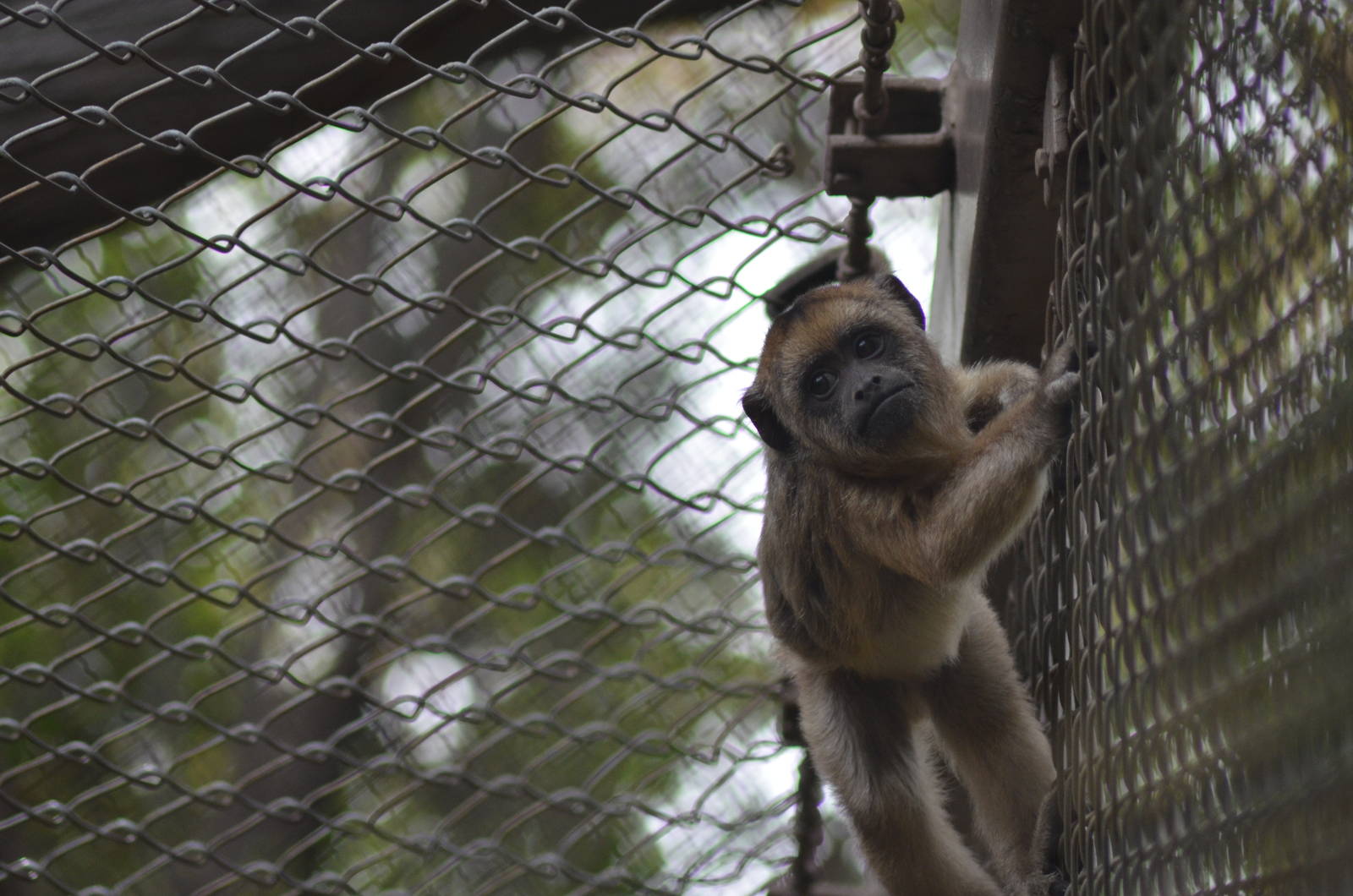 Black Howler Monkey Baby