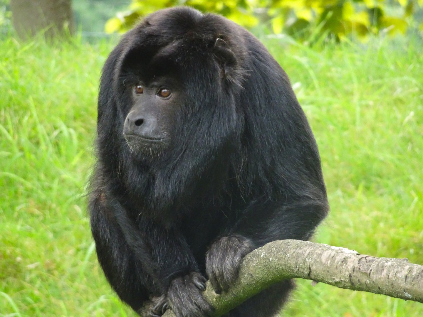 Black Howler Monkey Blackpool Zoo 13 July 2025