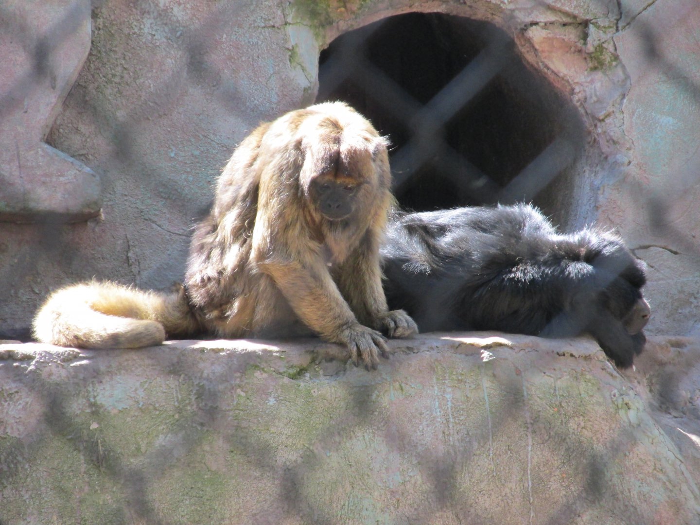 black howler monkey Buin Zoo