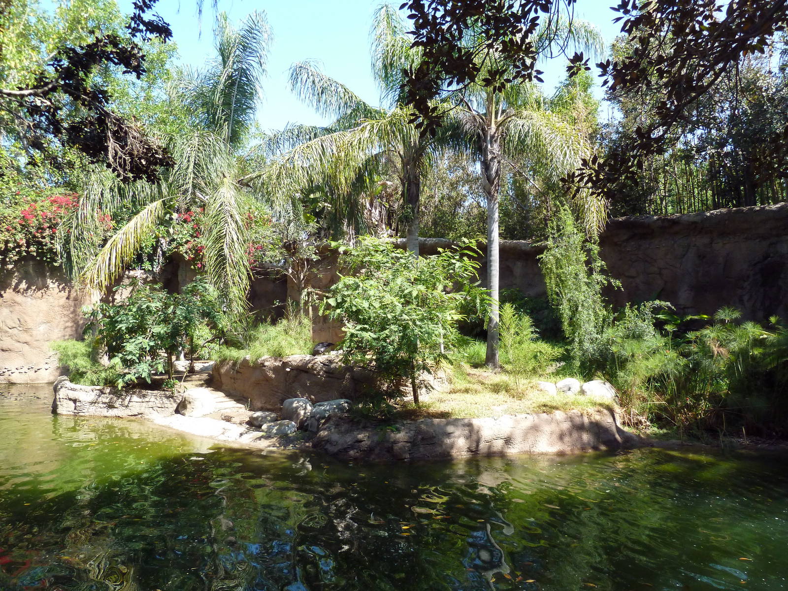 Black Howler Monkey/Crested Screamer/Black-Necked Swan/Mallard Exhibit
