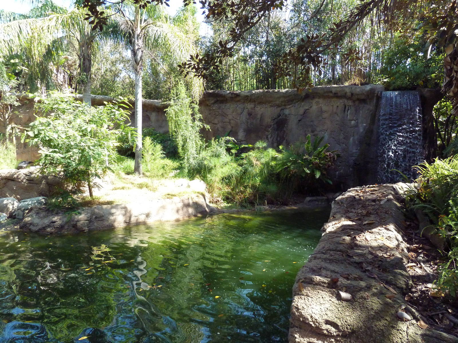 Black Howler Monkey/Crested Screamer/Black-Necked Swan/Mallard Exhibit