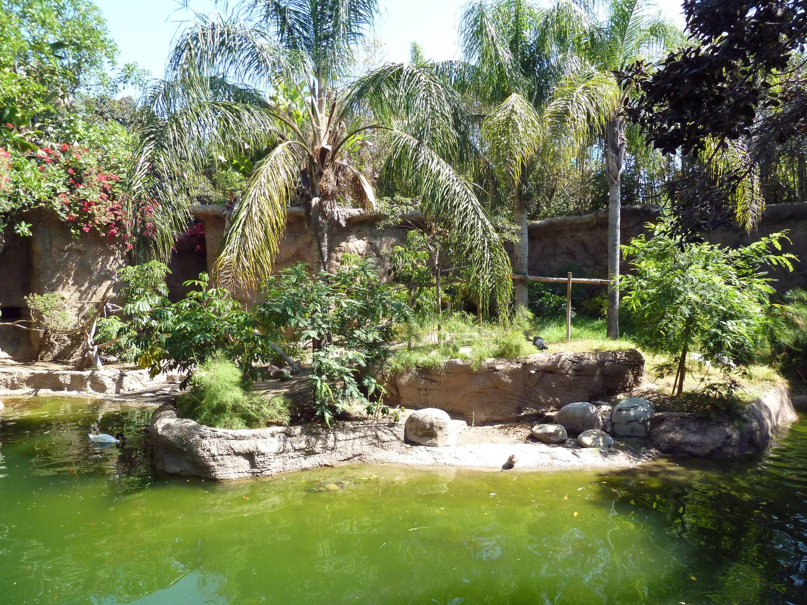 Black Howler Monkey/Crested Screamer/Black-Necked Swan/Mallard Exhibit