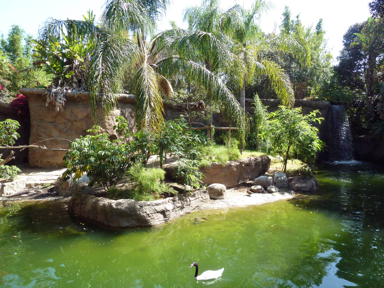 Black Howler Monkey/Crested Screamer/Black-Necked Swan/Mallard Exhibit