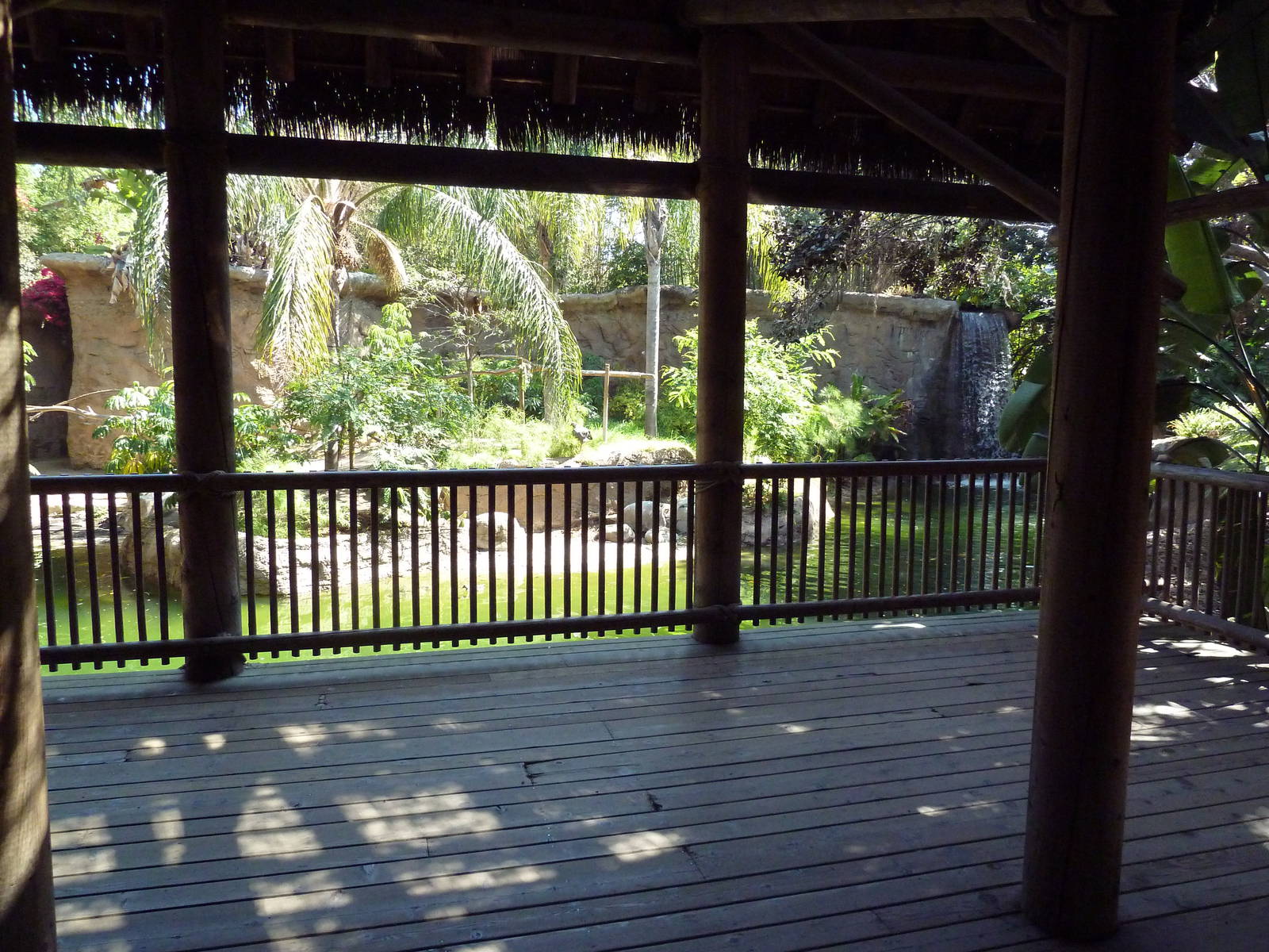 Black Howler Monkey/Crested Screamer/Black-Necked Swan/Mallard Exhibit