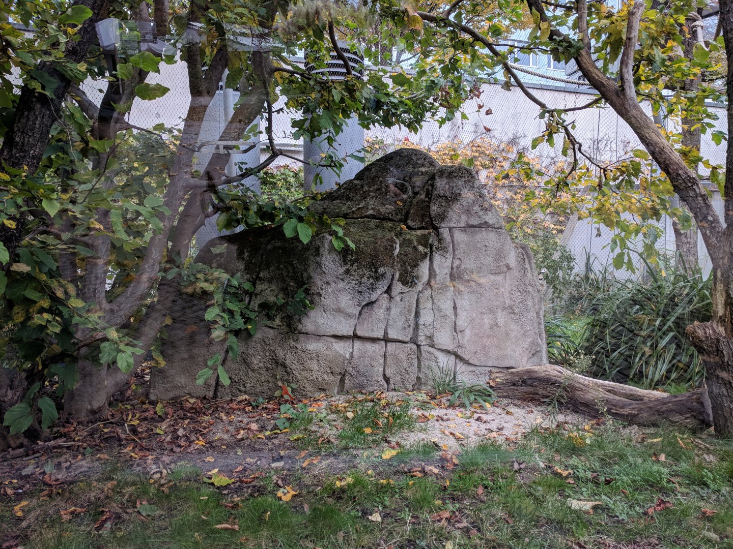 Black howler Monkey Enclosure