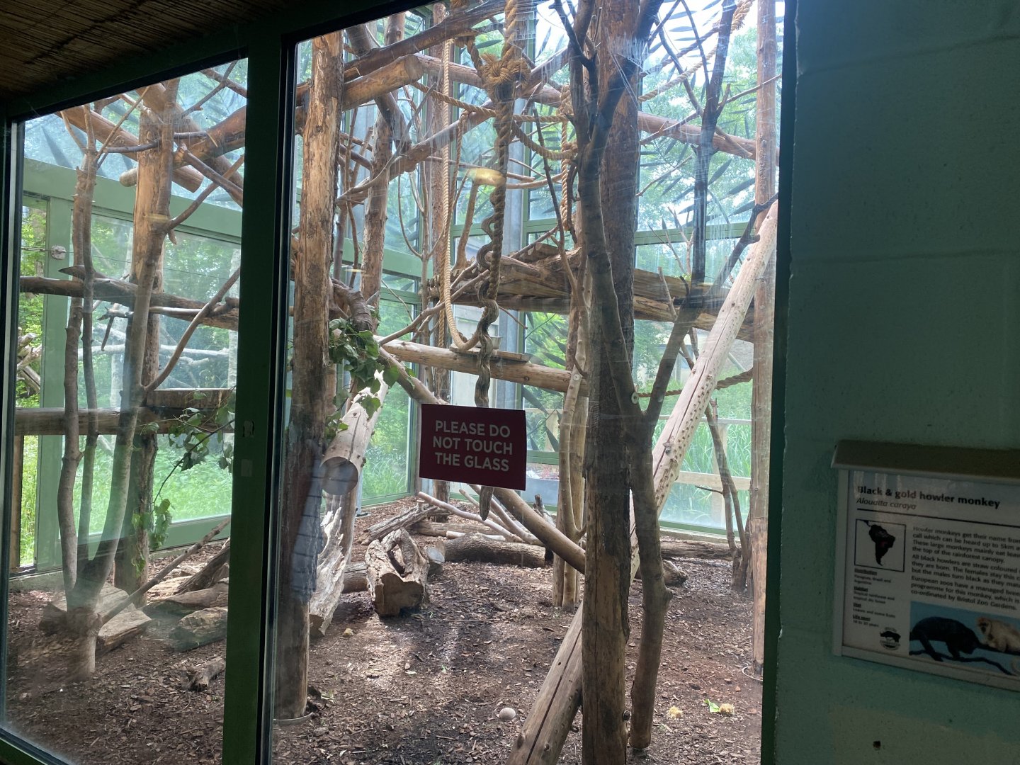 Black howler monkey exhibit 190622