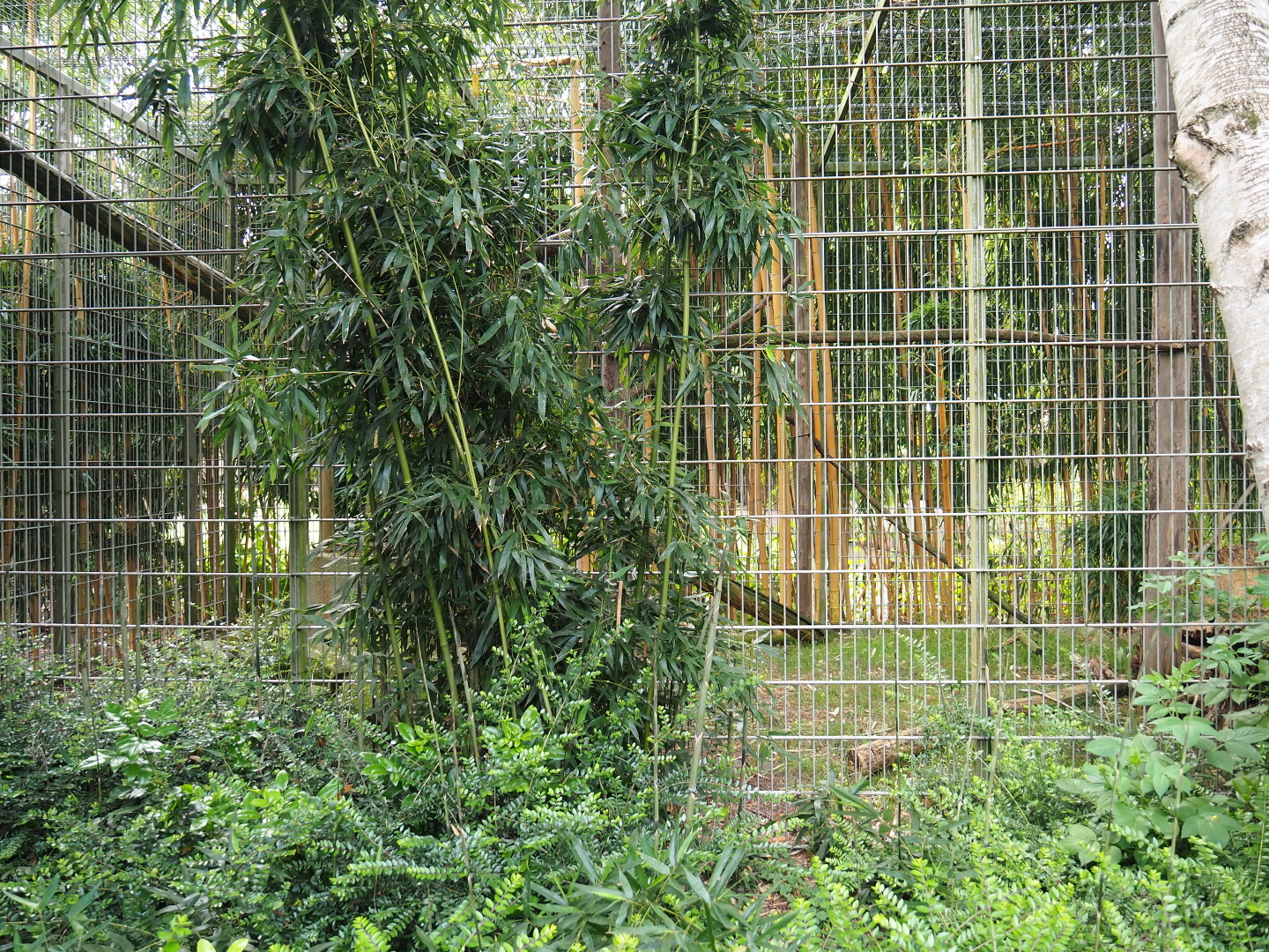 Black howler monkey exhibit, 2019-05-25