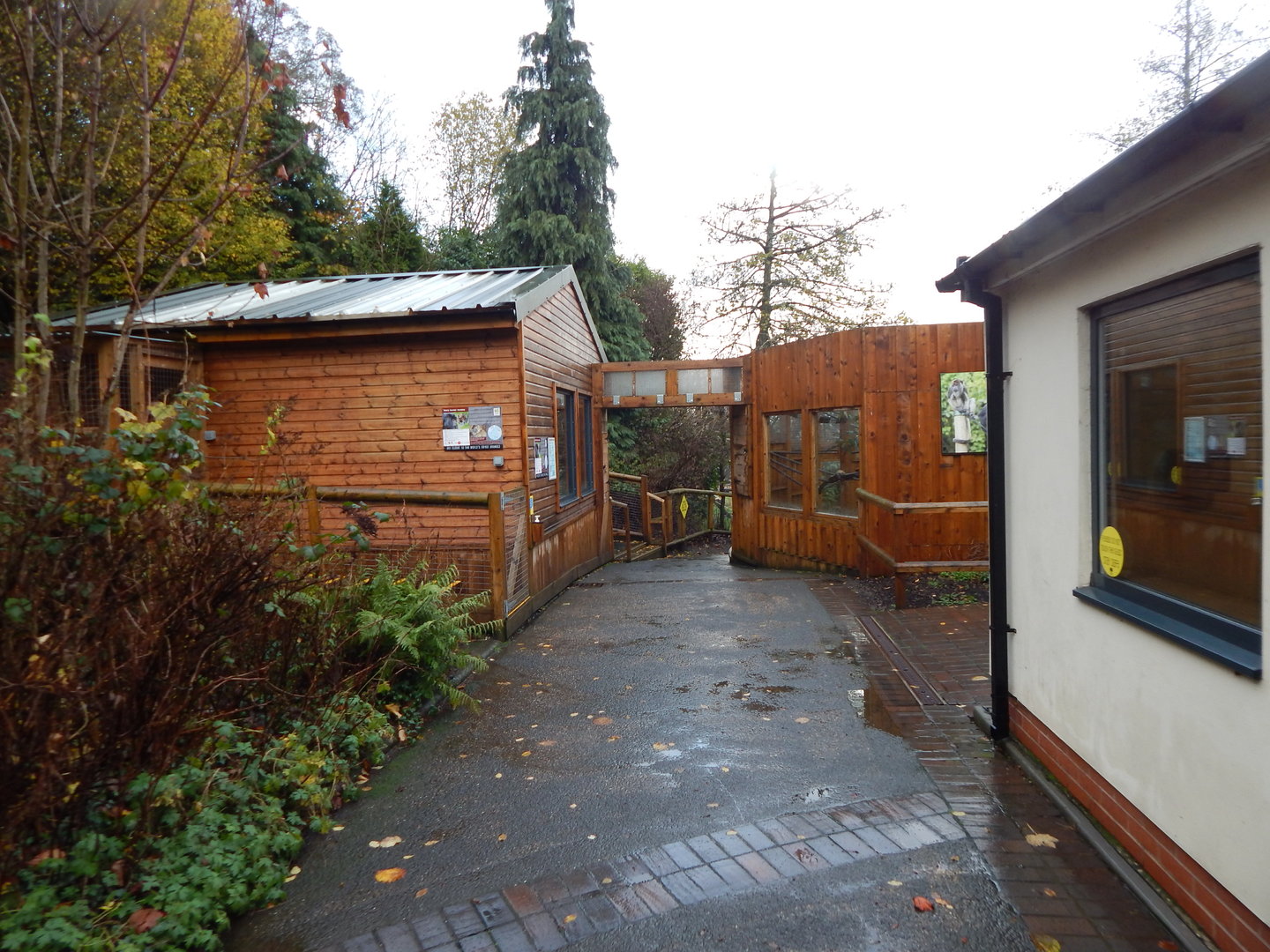 Black howler monkey exhibit 241122