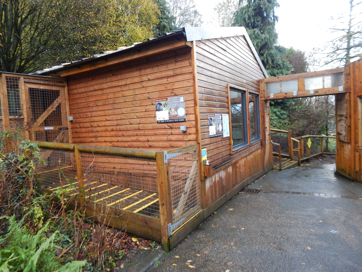 Black howler monkey exhibit 241122