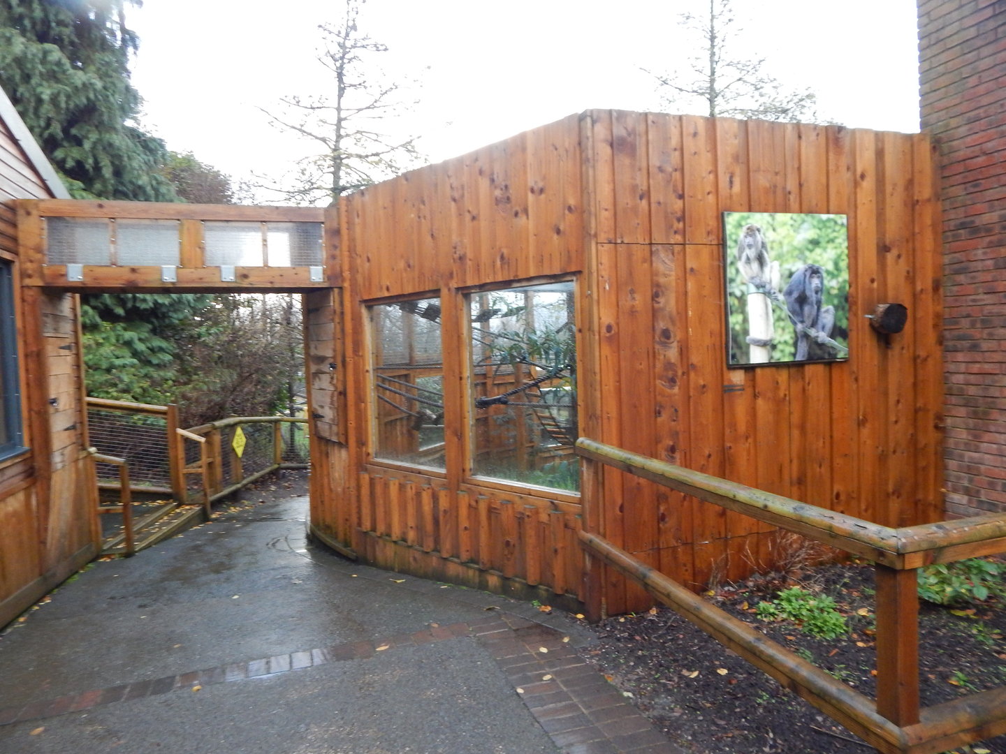 Black howler monkey exhibit 241122