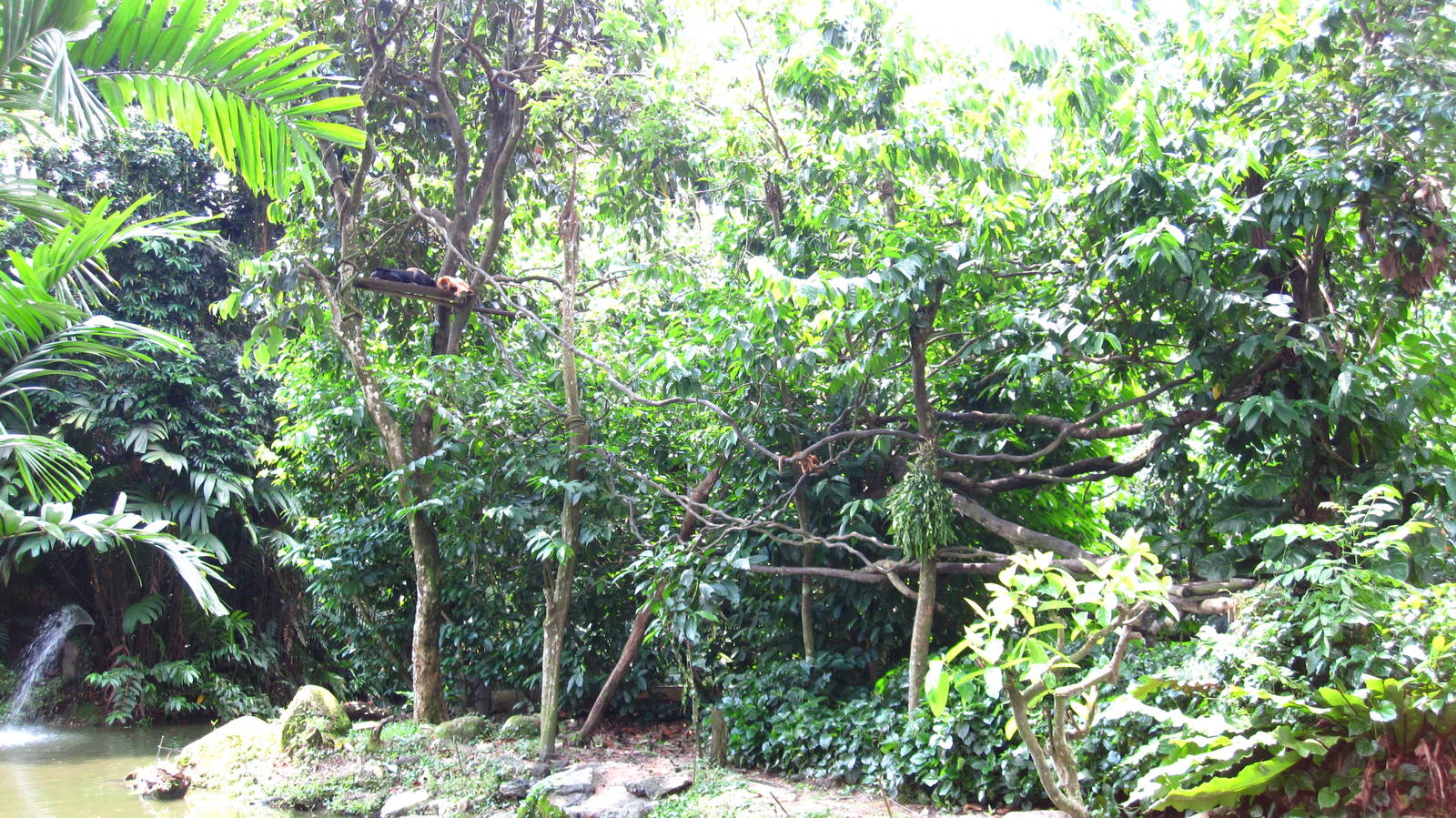 Black Howler Monkey exhibit