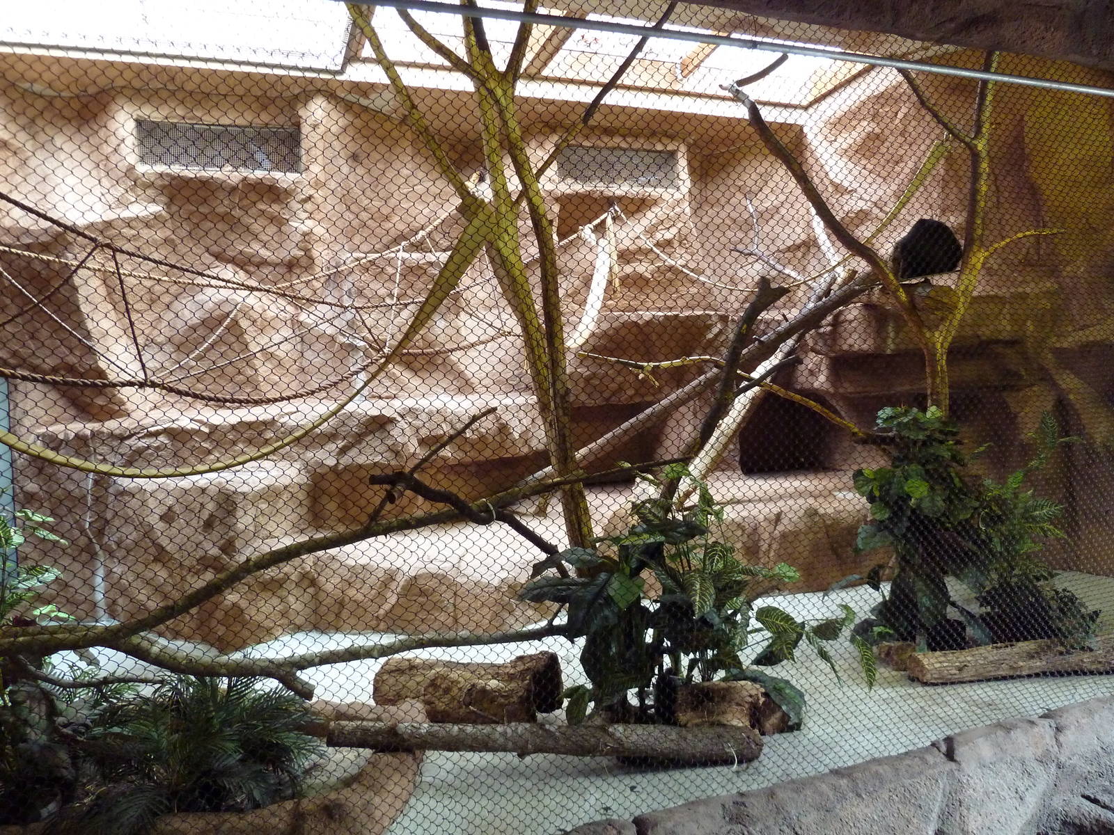 Black Howler Monkey Exhibit