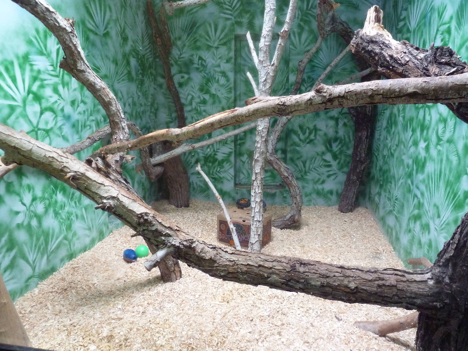 Black Howler Monkey Exhibit