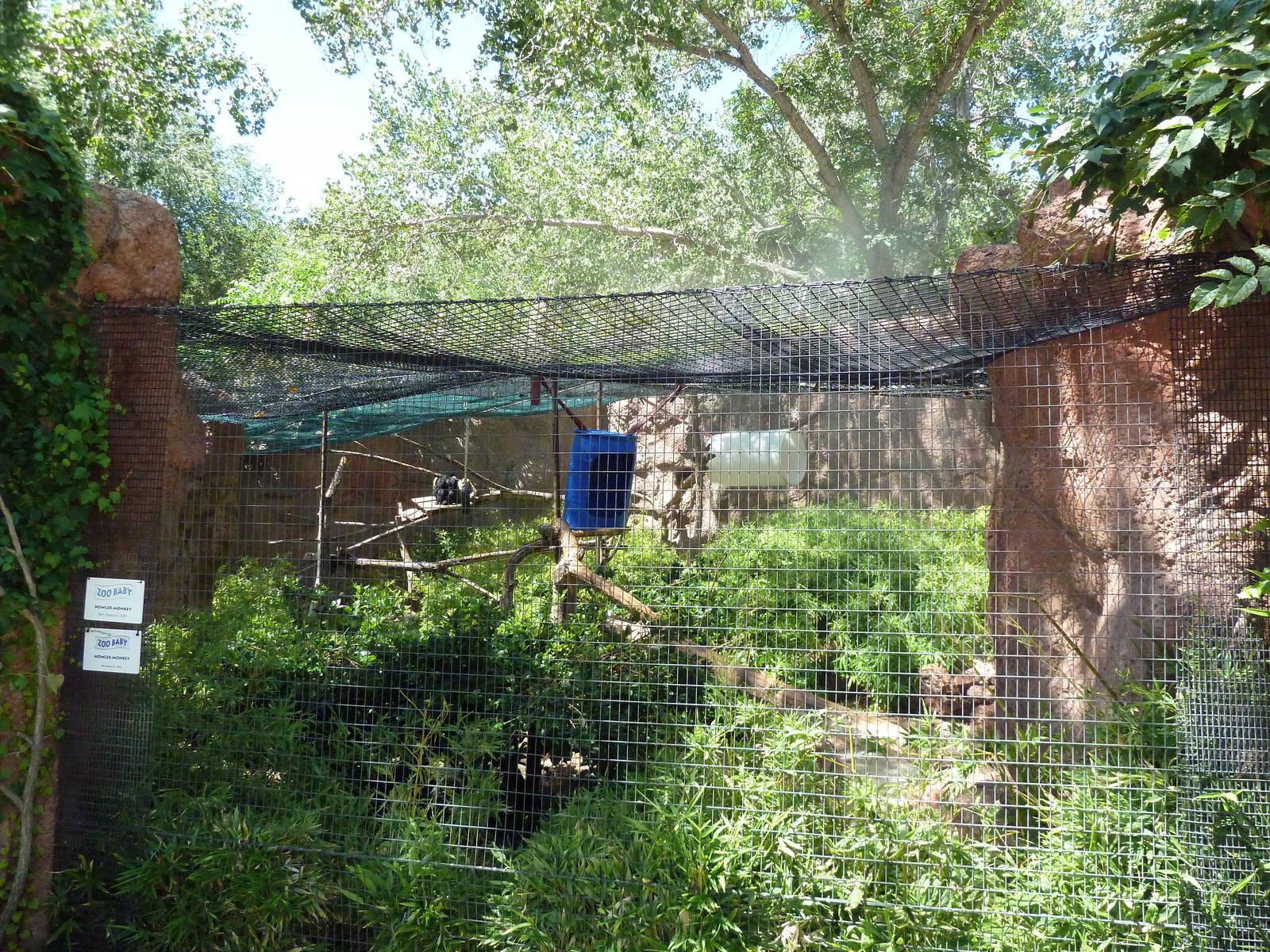 Black Howler Monkey Exhibit