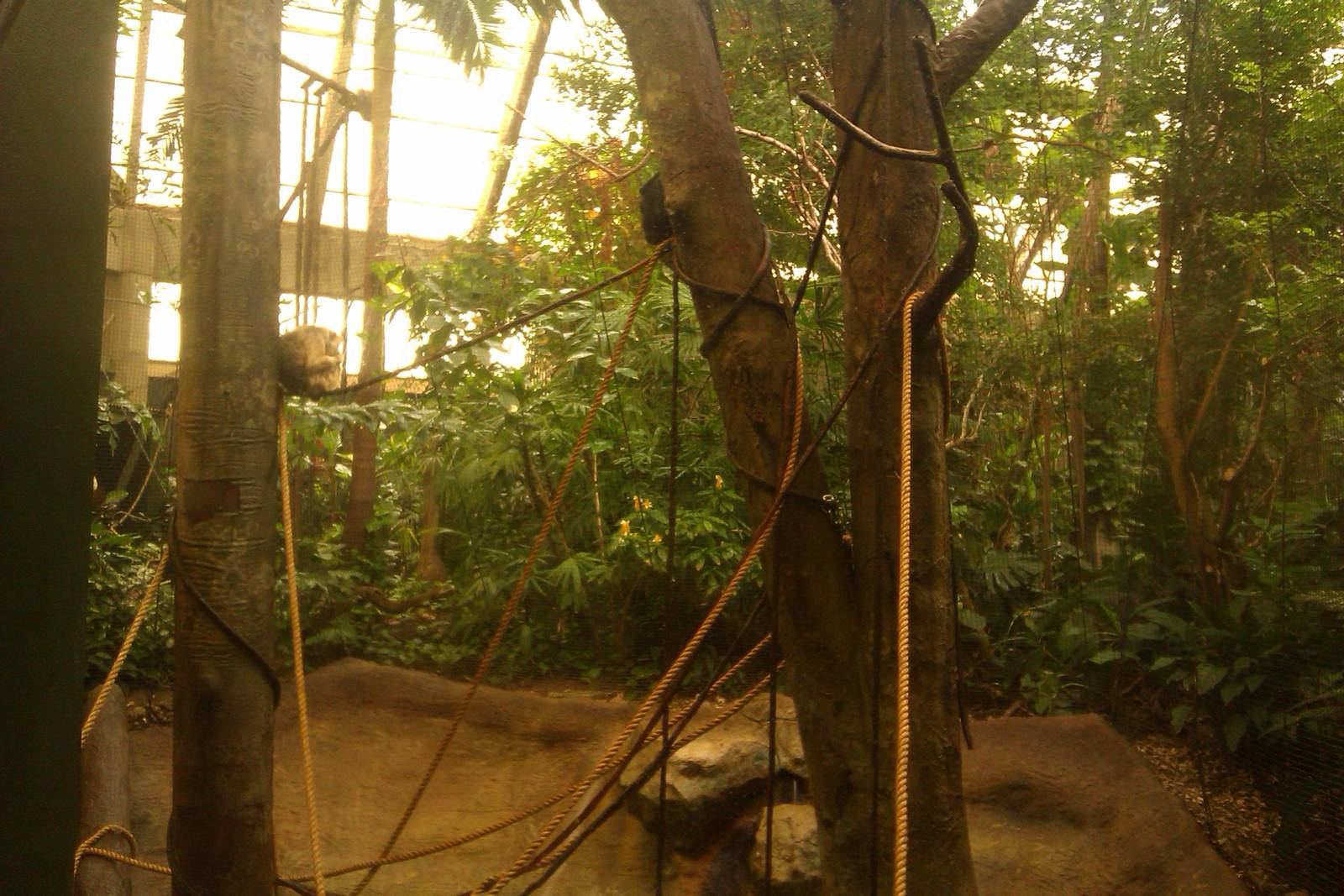 Black Howler Monkey Exhibit