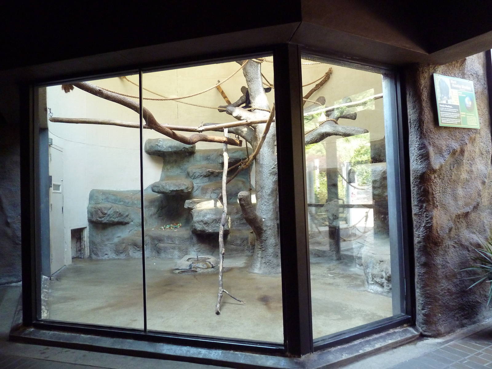 Black Howler Monkey Exhibit