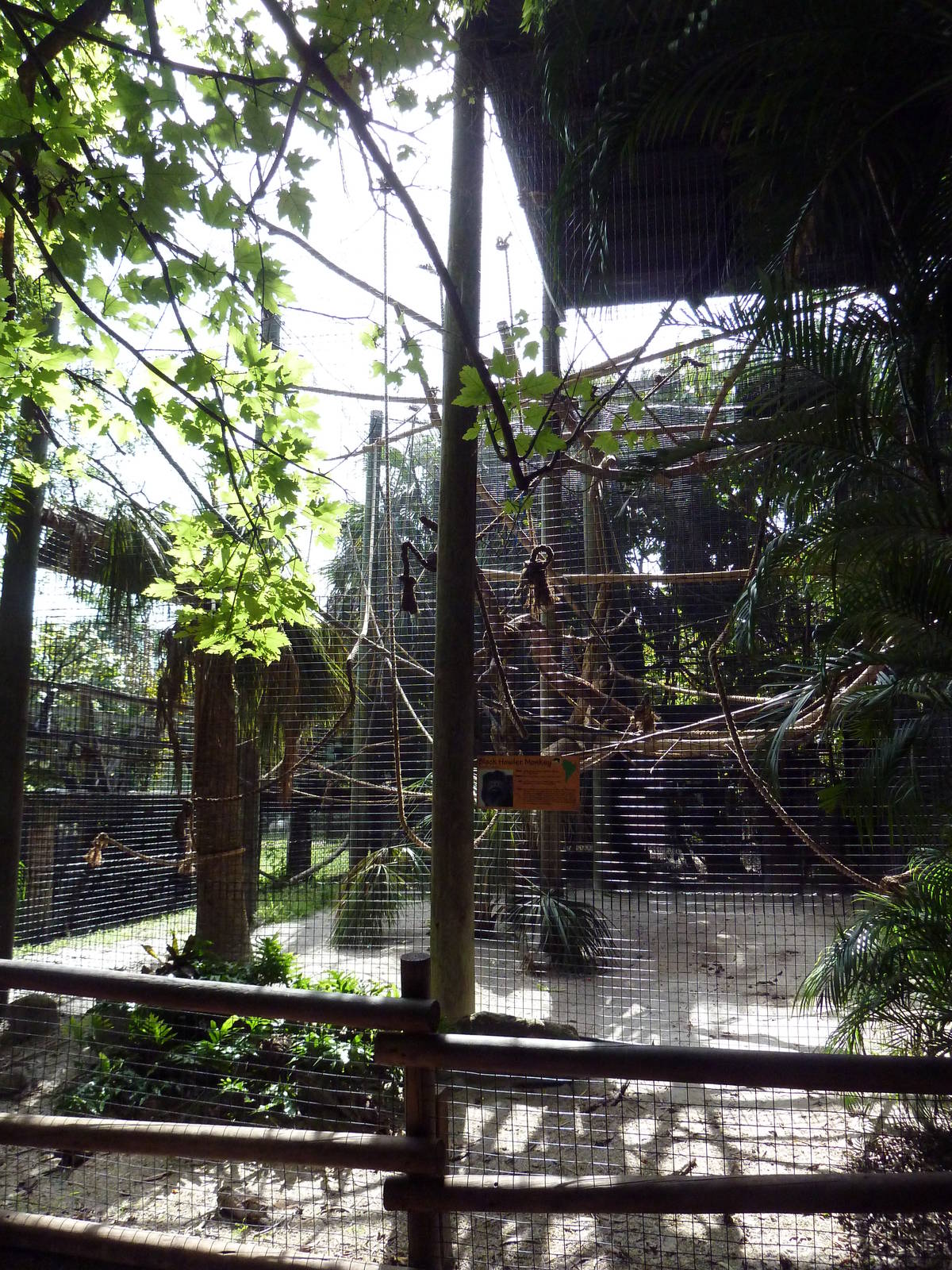 Black Howler Monkey Exhibit