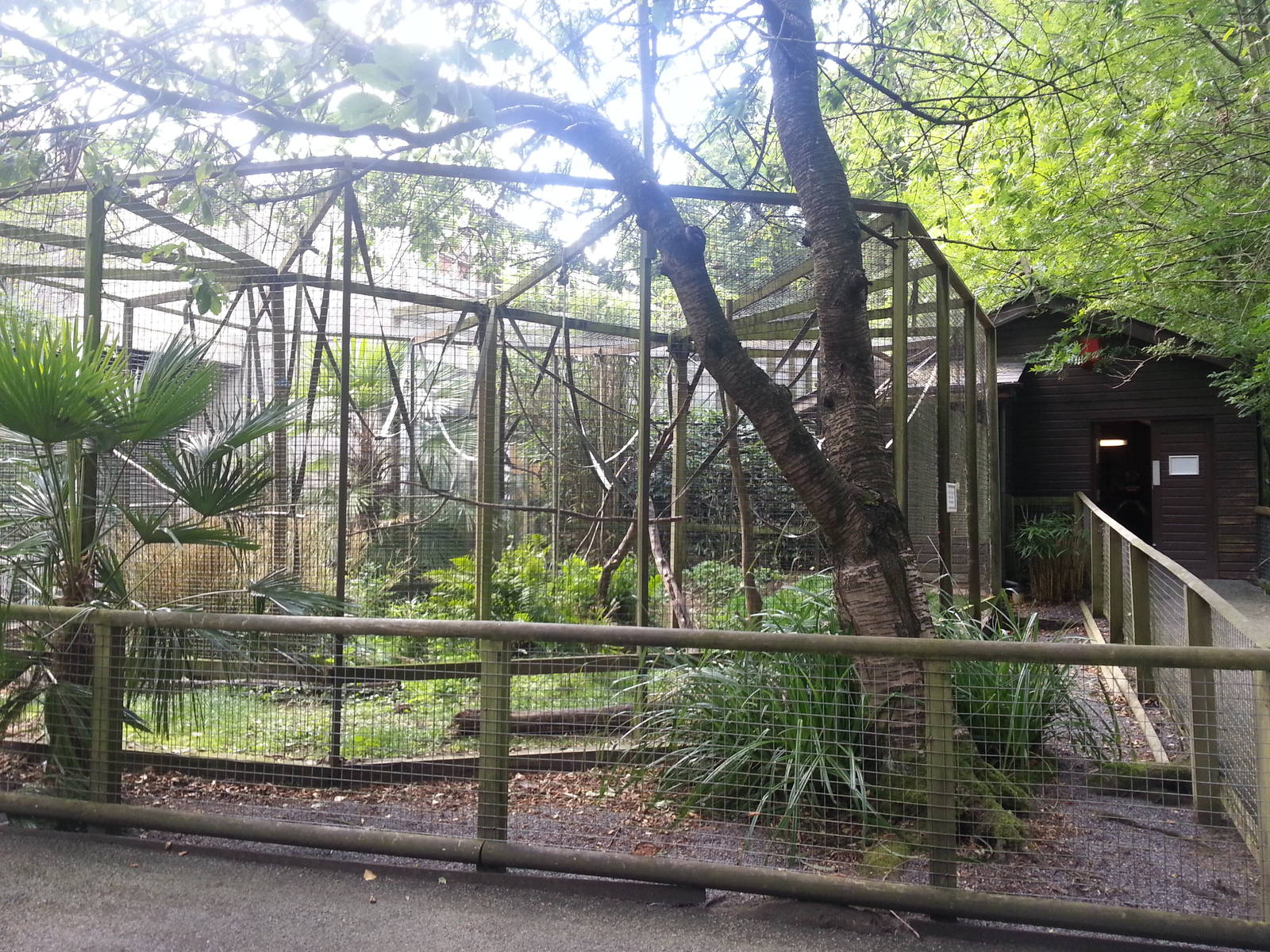 Black Howler Monkey exhibit