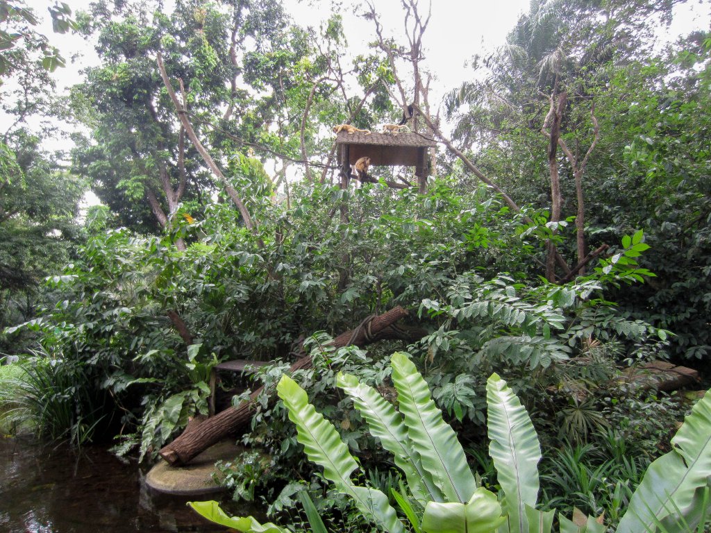 Black Howler Monkey exhibit
