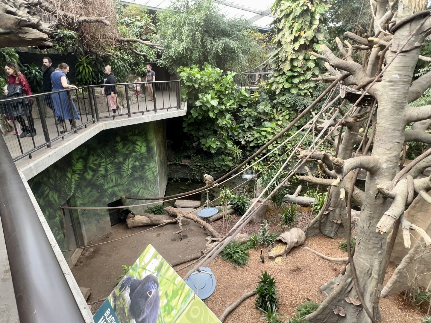 Black Howler Monkey Exhibit