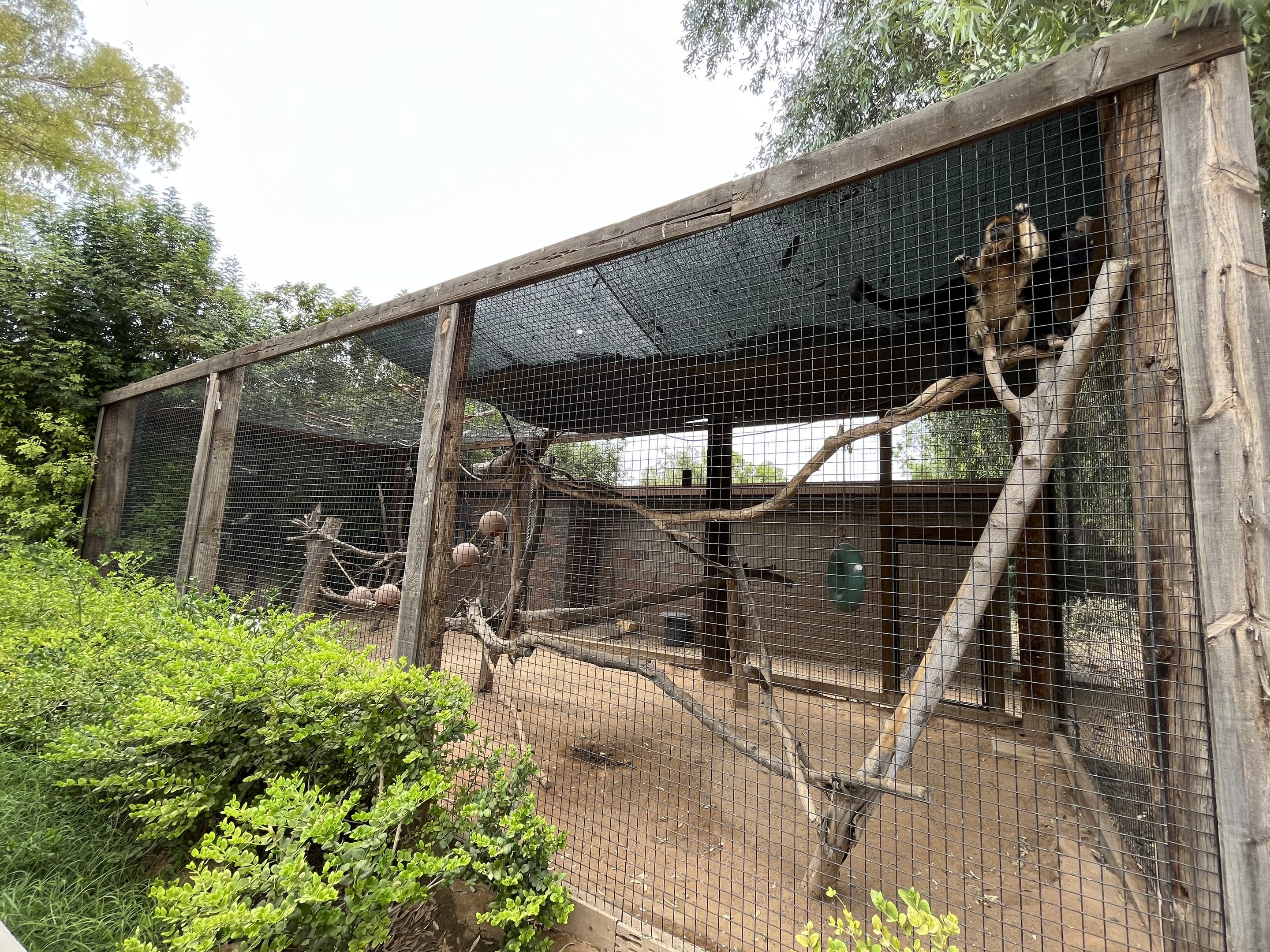 Black Howler Monkey Exhibit