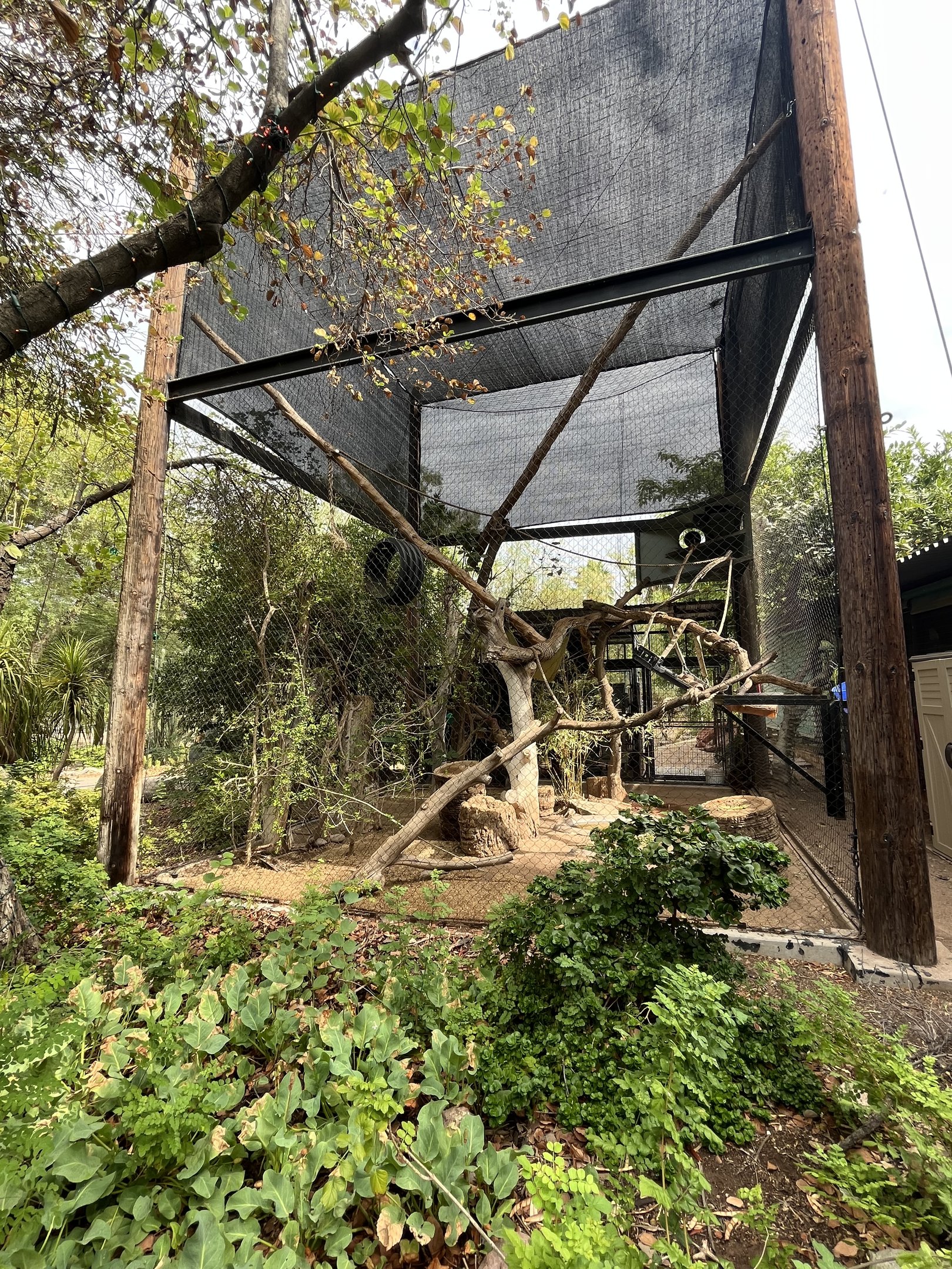 Black Howler Monkey Exhibit