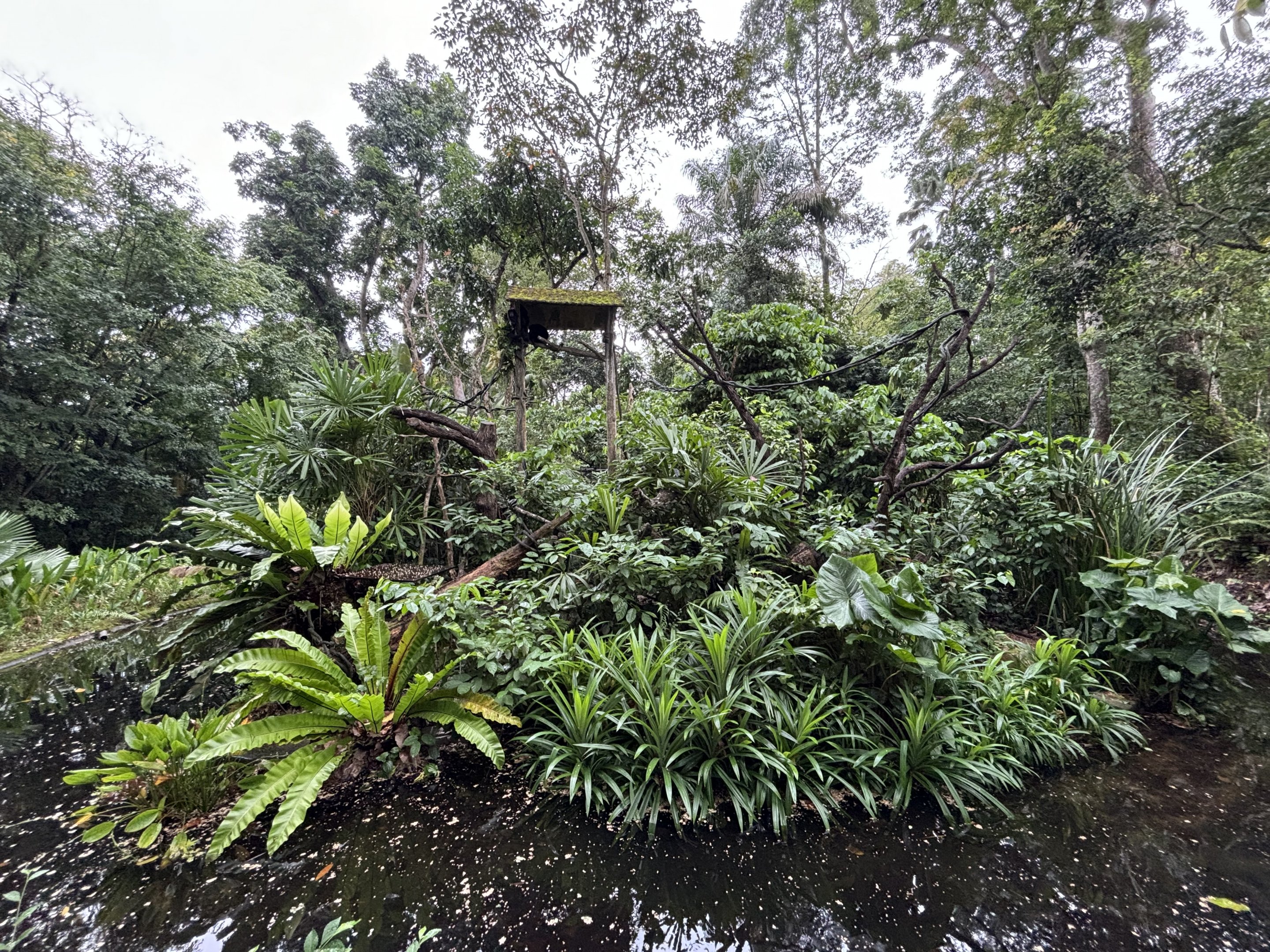 Black Howler Monkey Exhibit