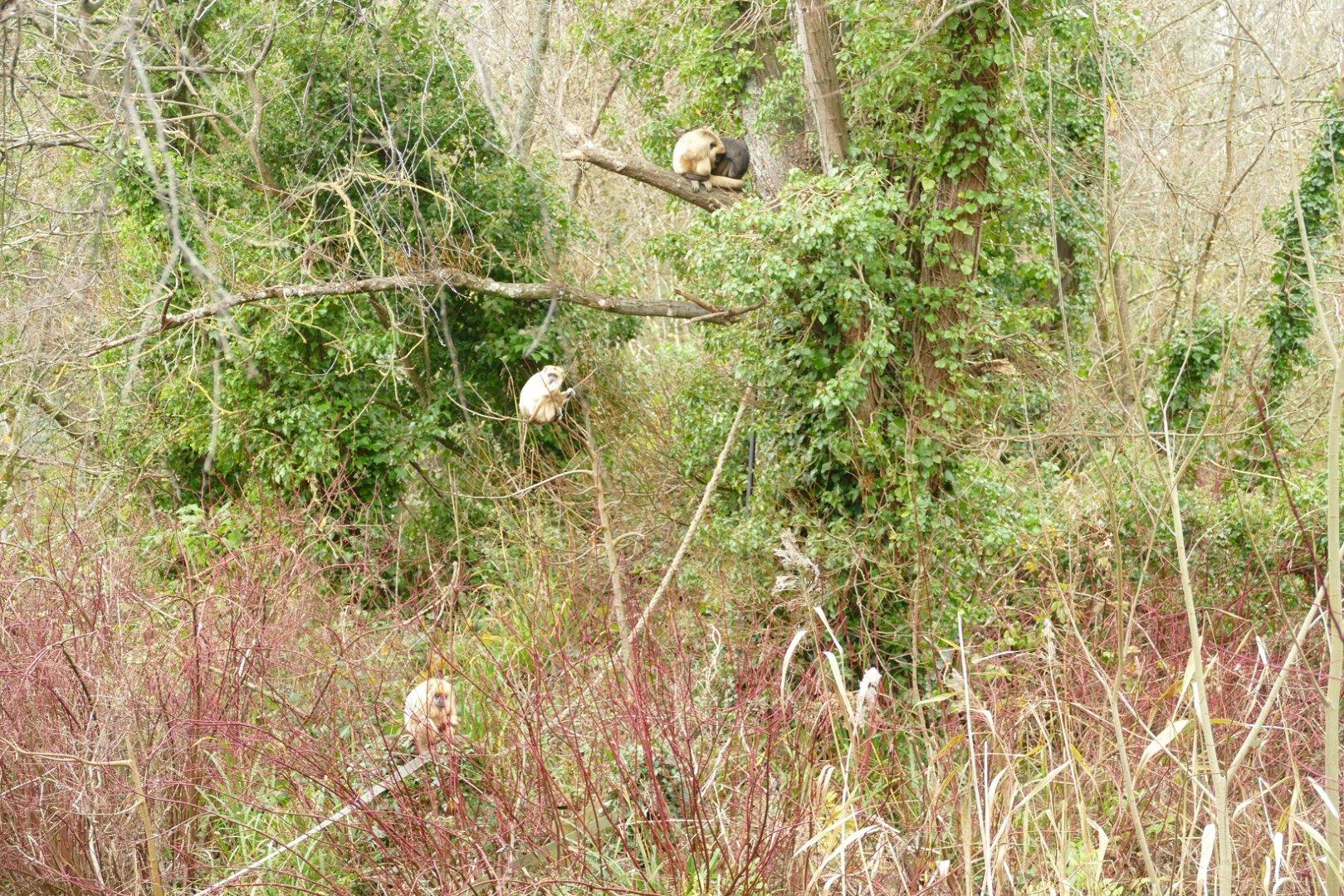 Black Howler Monkey family, December 2021
