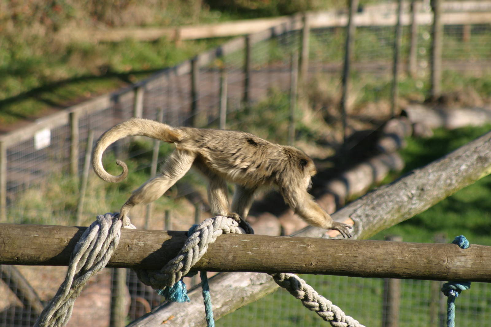 Black Howler Monkey (female)