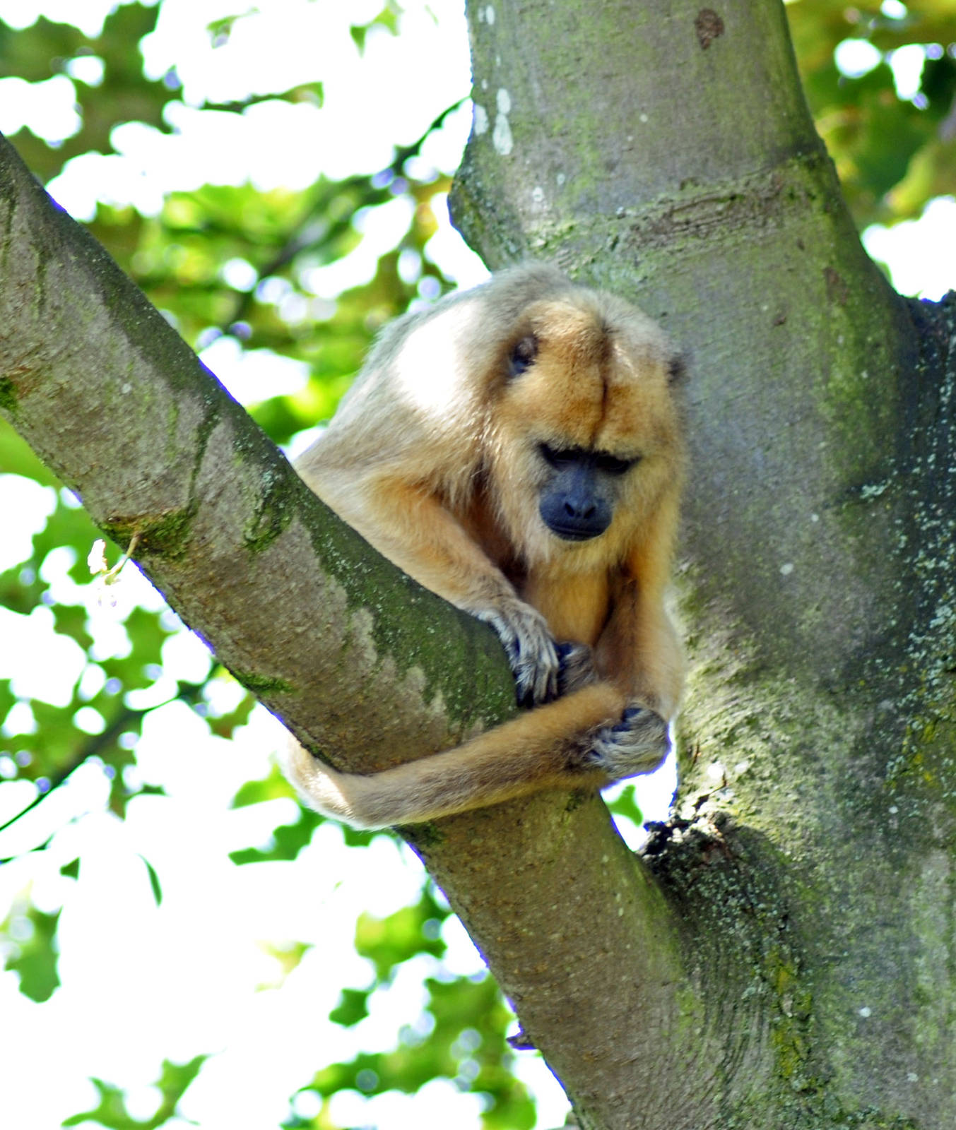 BLACK HOWLER MONKEY FEMALE