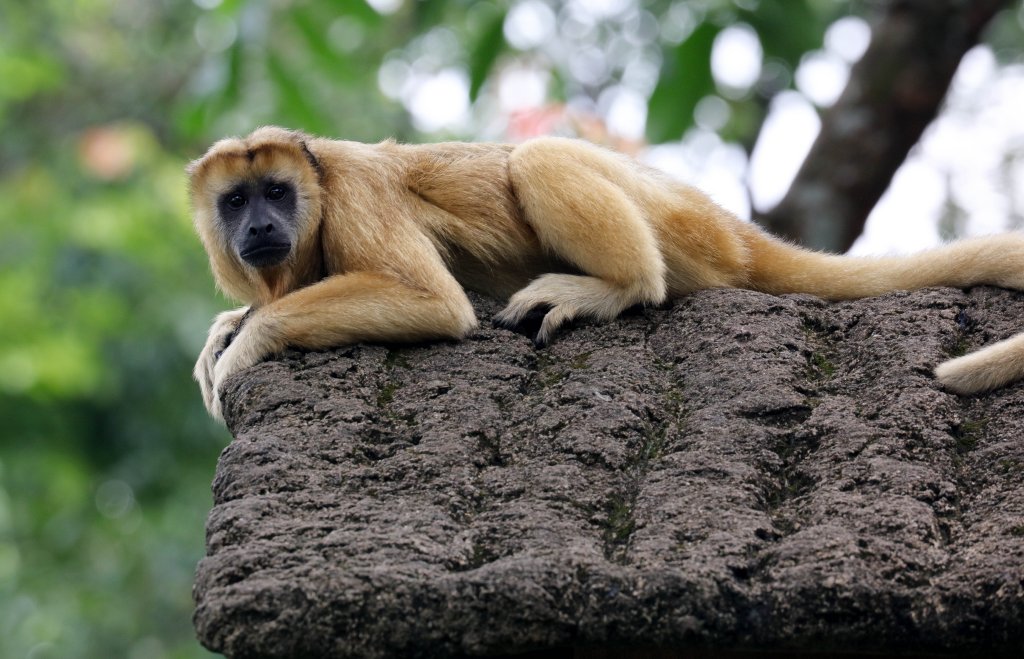 Black Howler Monkey female