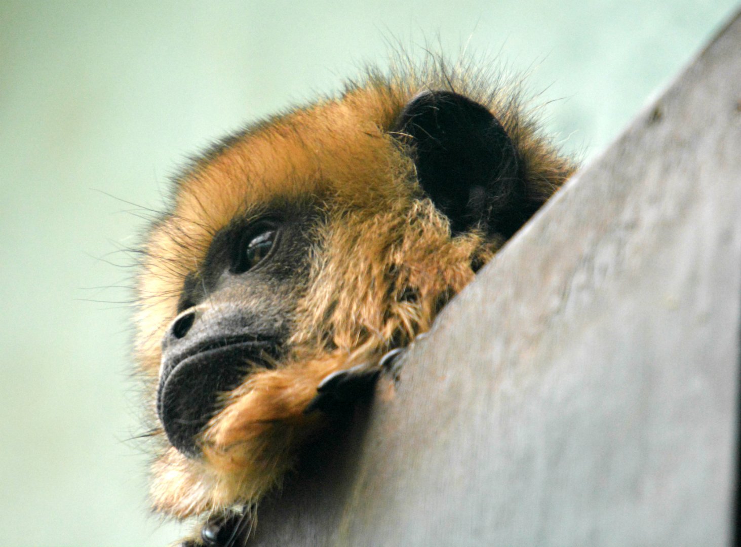 Black Howler Monkey (female)
