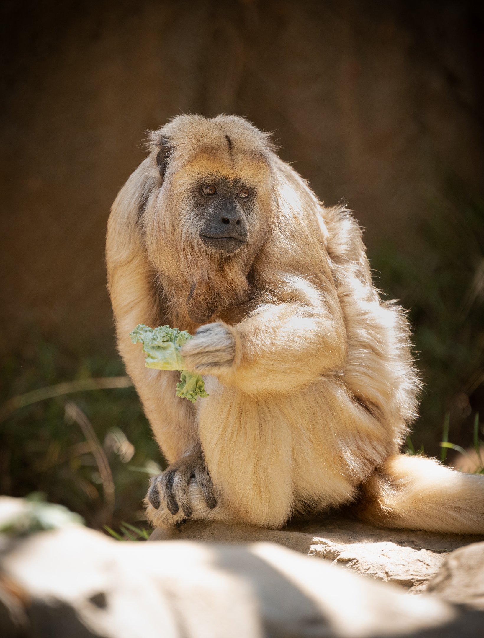 Black Howler Monkey(female)