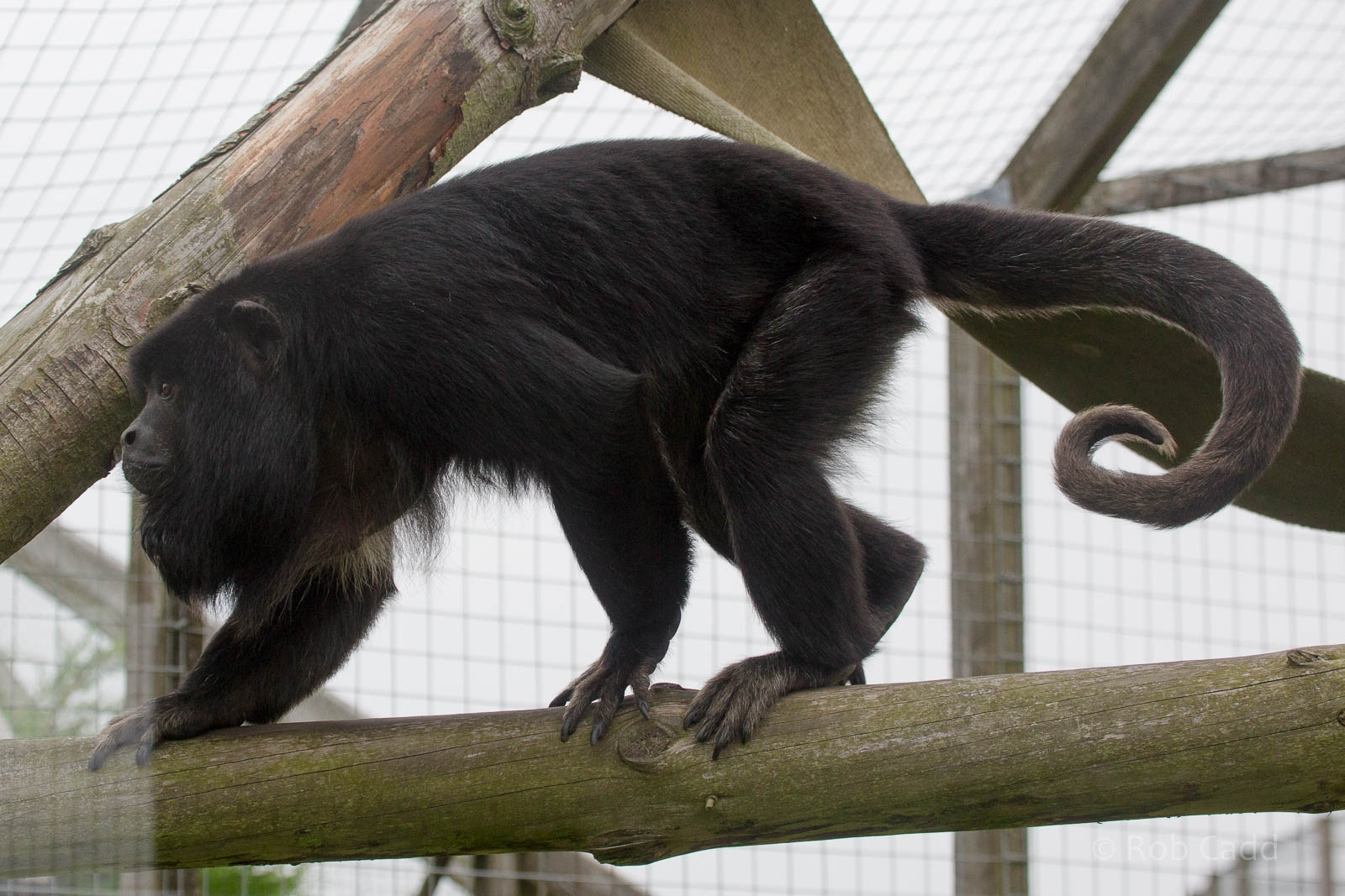 Black howler monkey : Hamerton : 05 Sep 2014