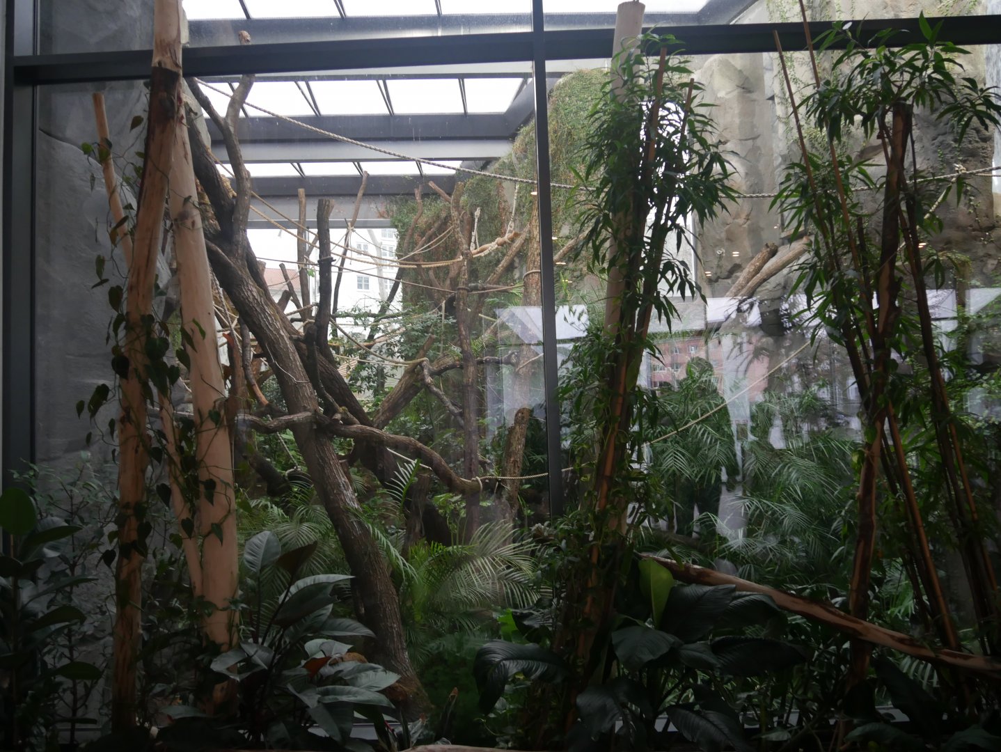Black howler monkey indoor enclosure (January 2019)