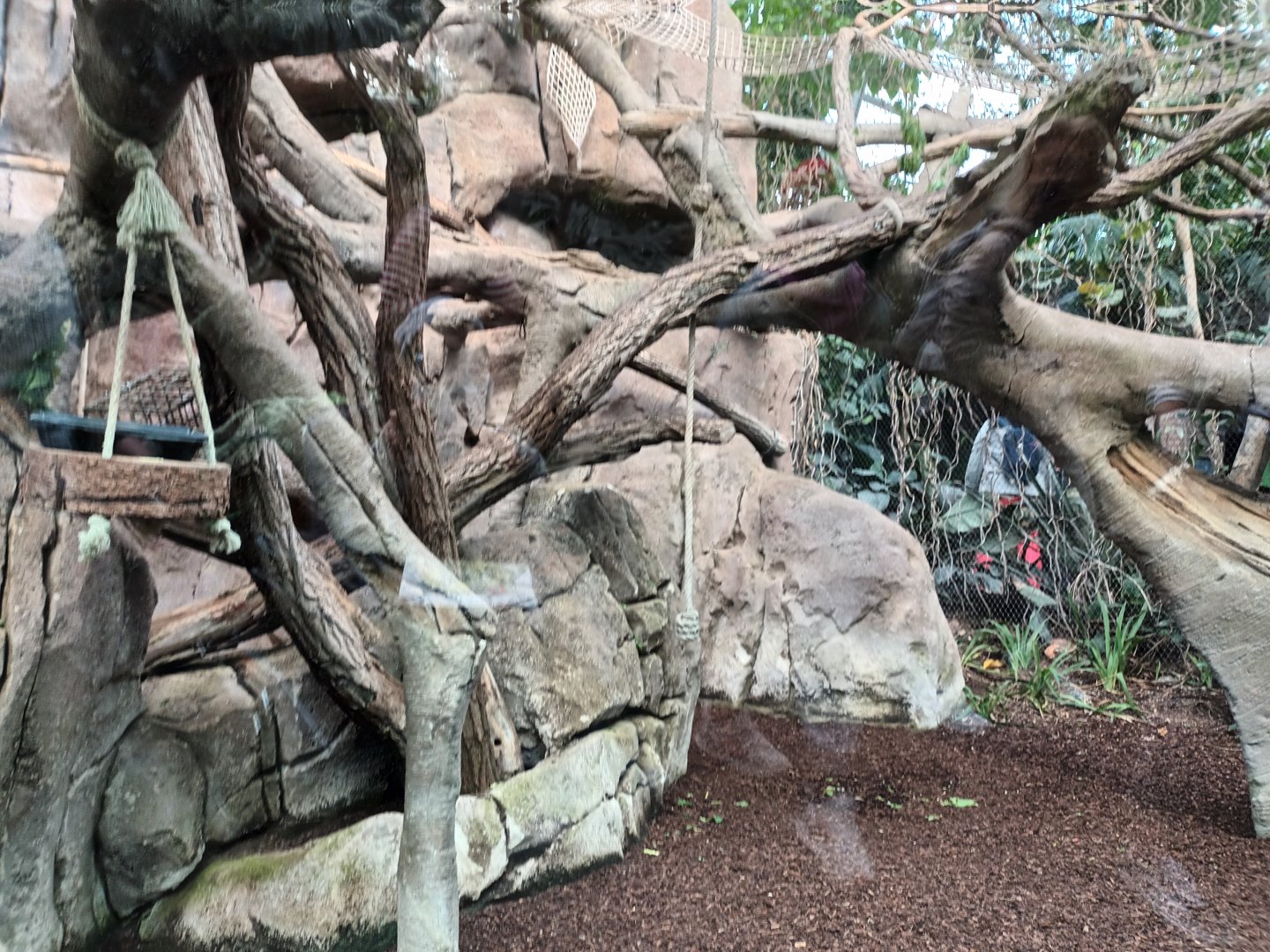 Black Howler Monkey Indoor Enclosure