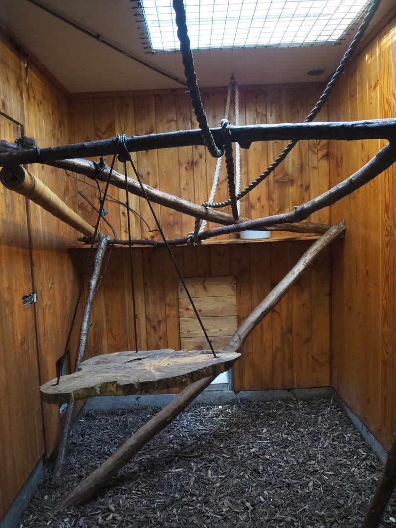 Black howler monkey indoor exhibit, 2022-10-09